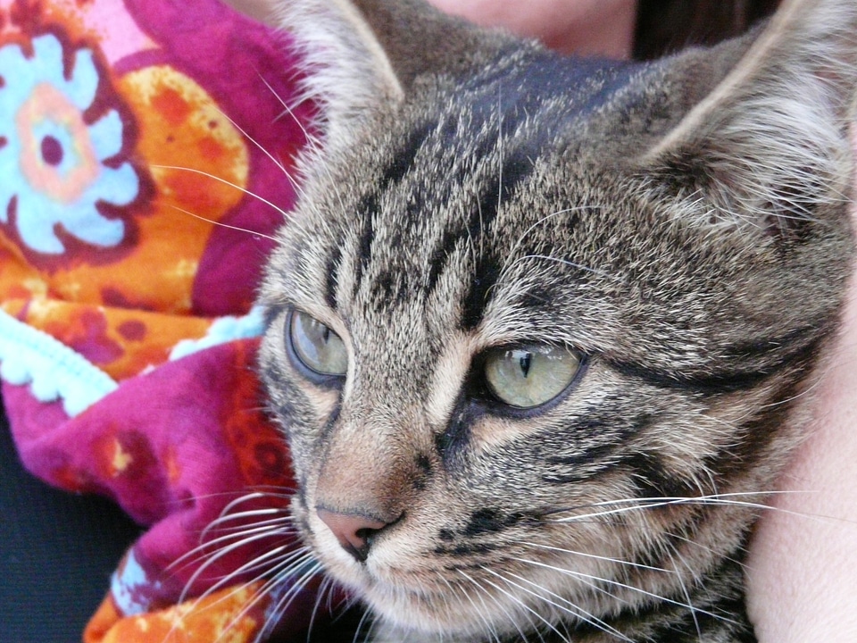 Cute sweet cat face