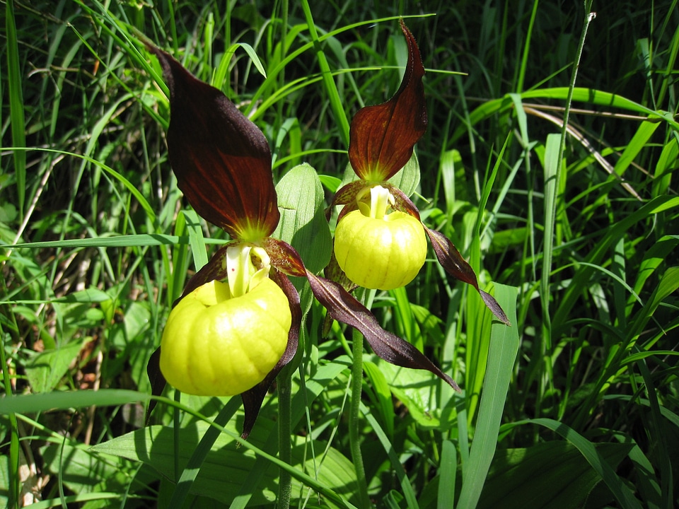 Blossom bloom plant