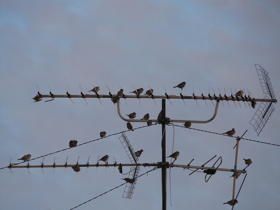 Watch tv technology birds