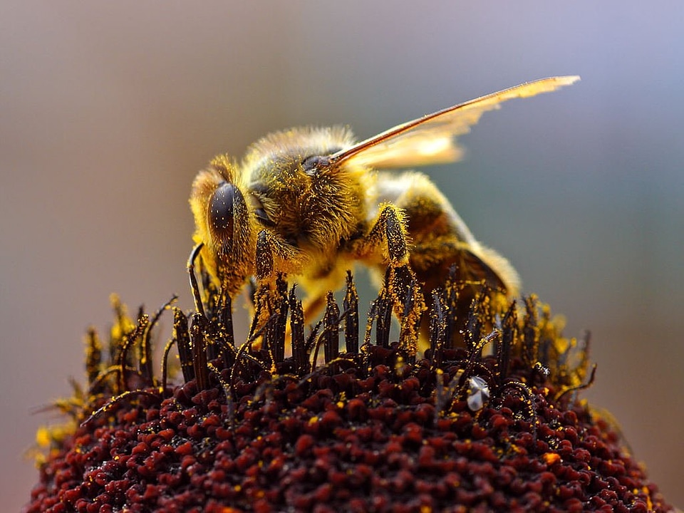 Pollen flower nectar insect