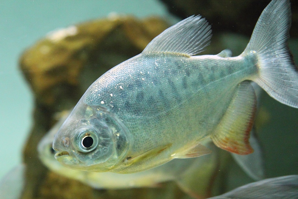 Swimming aquatic animal
