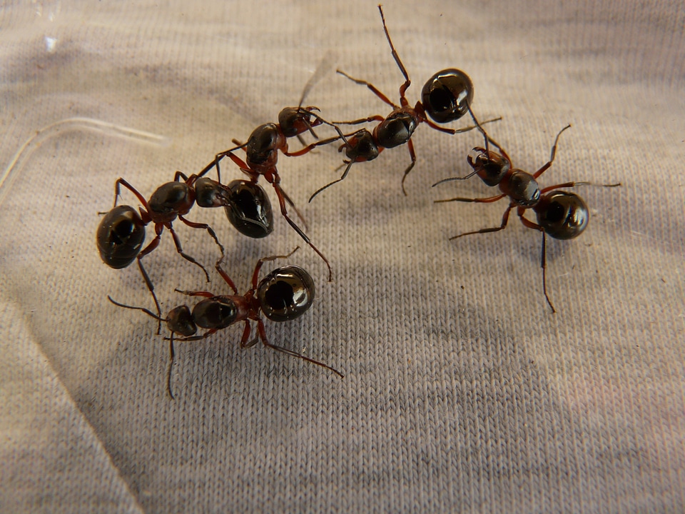 Formica red wood ant formica rufa