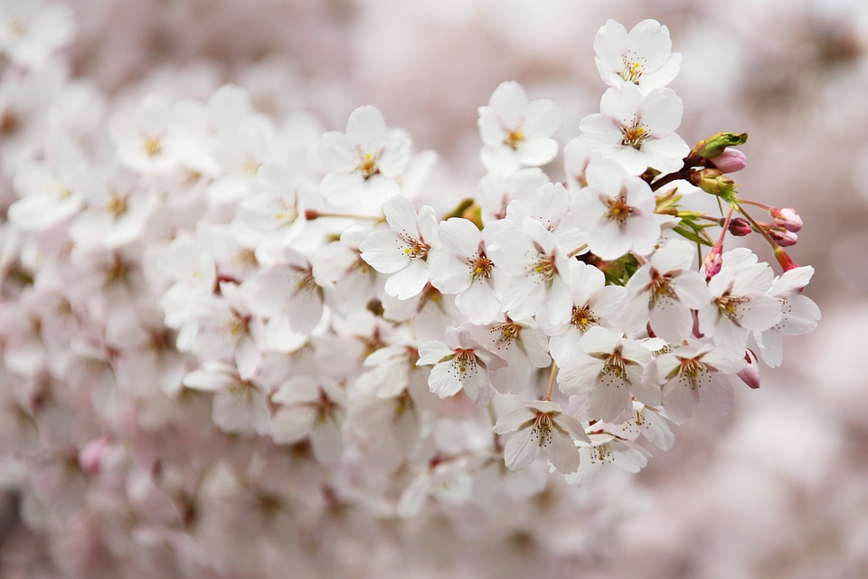 Branch cherry flora