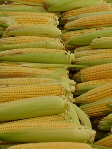 Corn kernels food eat