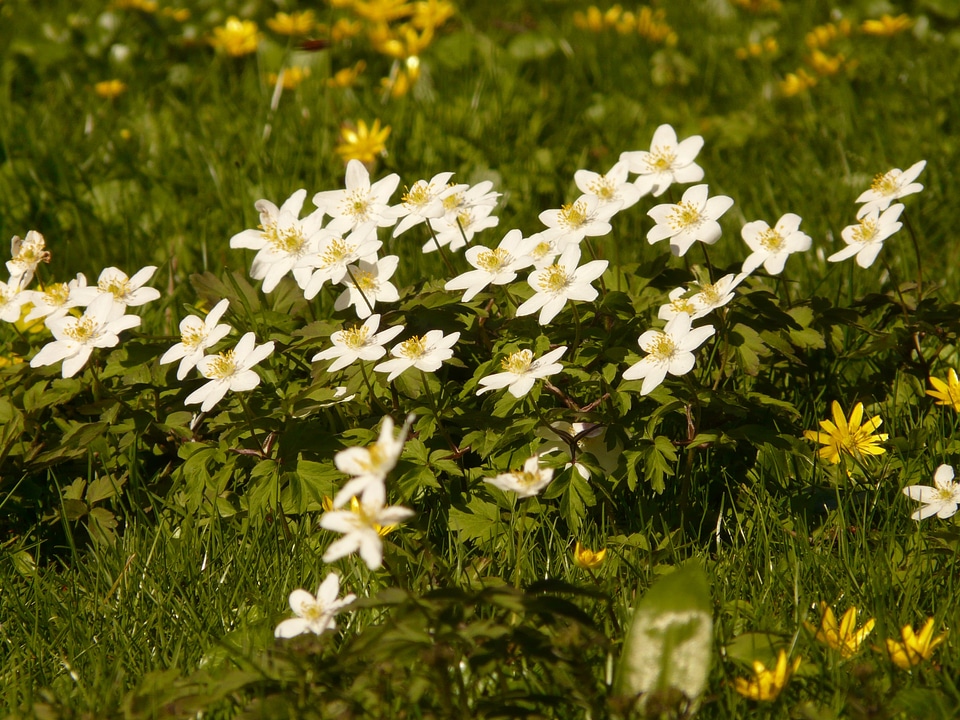 Flower blossom bloom