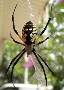 Insect garden web photo