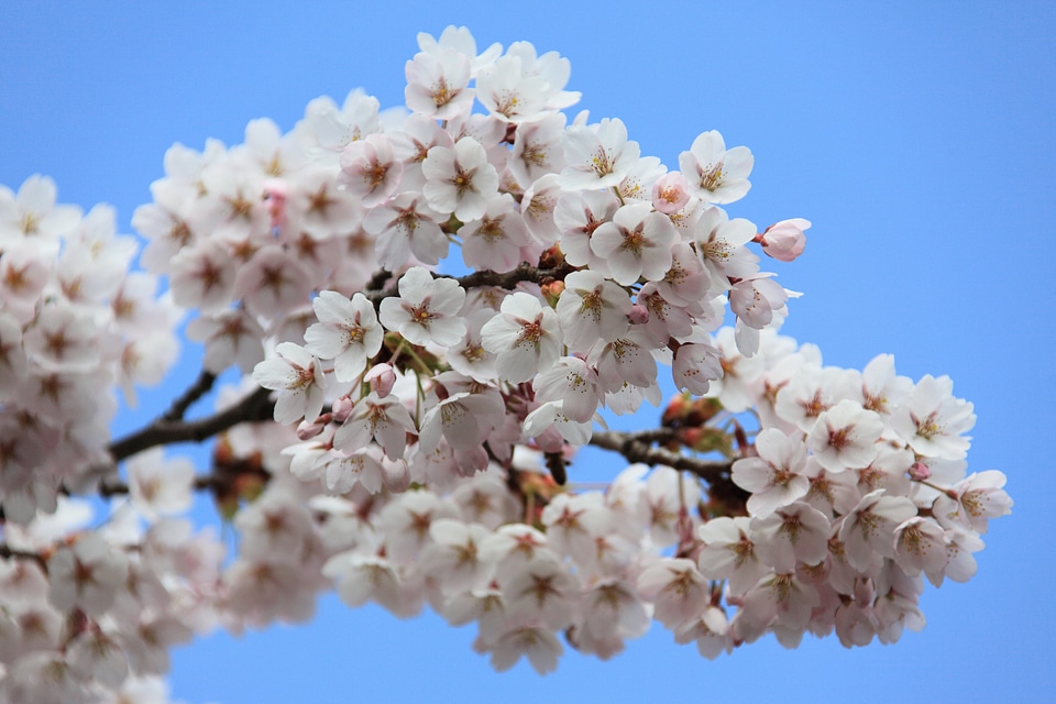 Blossom blue branch