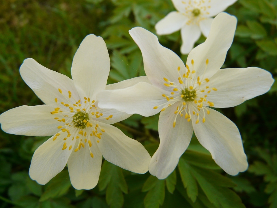 Flower blossom bloom