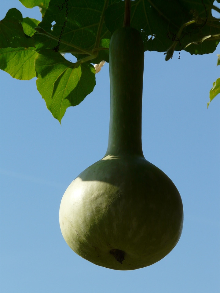 Vegetables pumpkin calabash