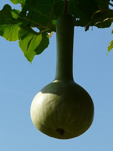 Vegetables pumpkin calabash
