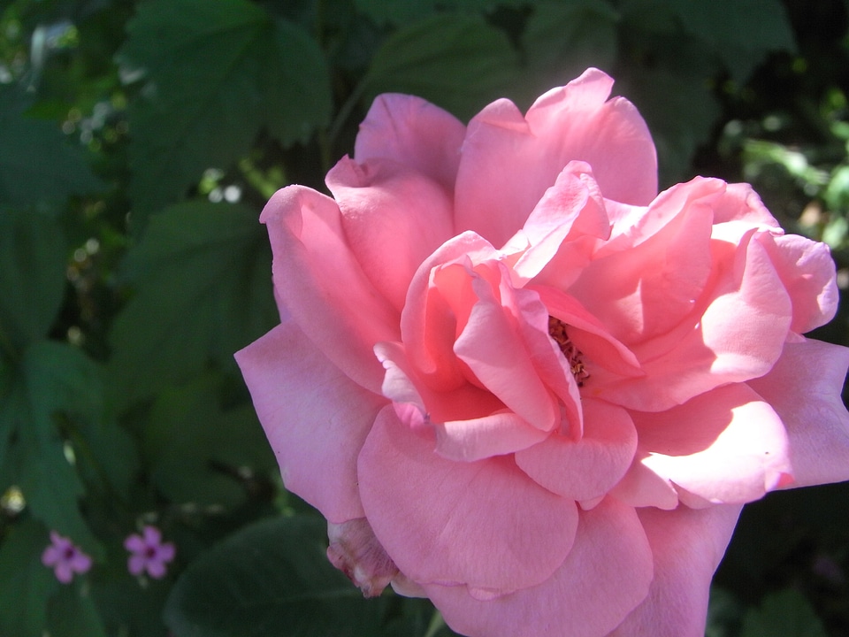Natural blossom bloom