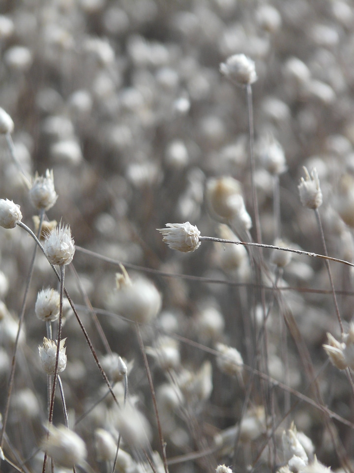 Cultivation blossom bloom