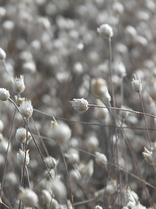 Cultivation blossom bloom