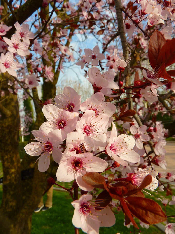 Tree pink bloom photo