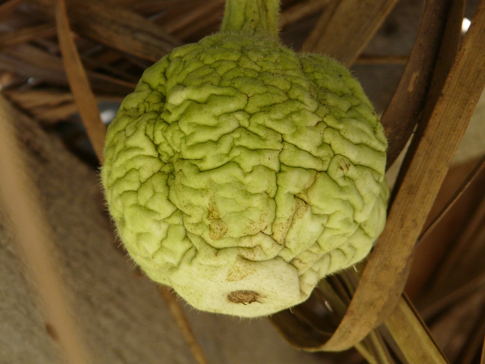Lagenaria siceraria crop vegetables