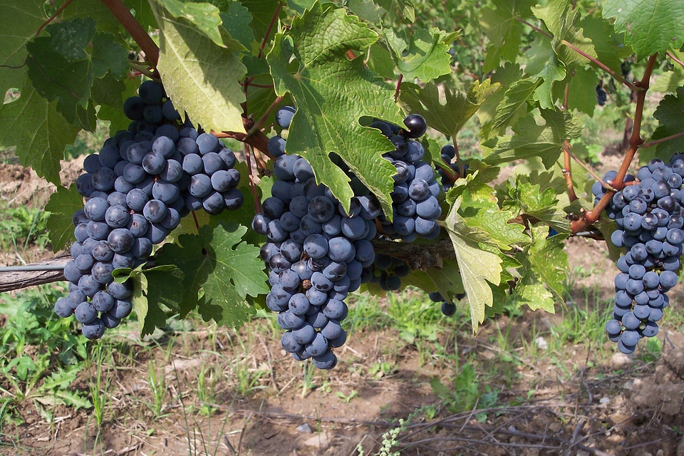 Bunches ripe vineyard