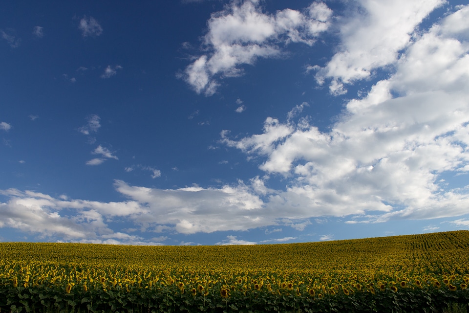 Sunflower agriculture sunflower field