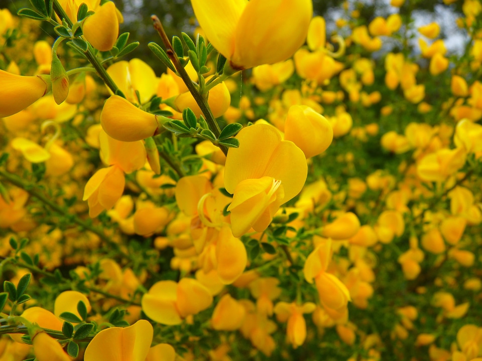 Smell blossom bloom