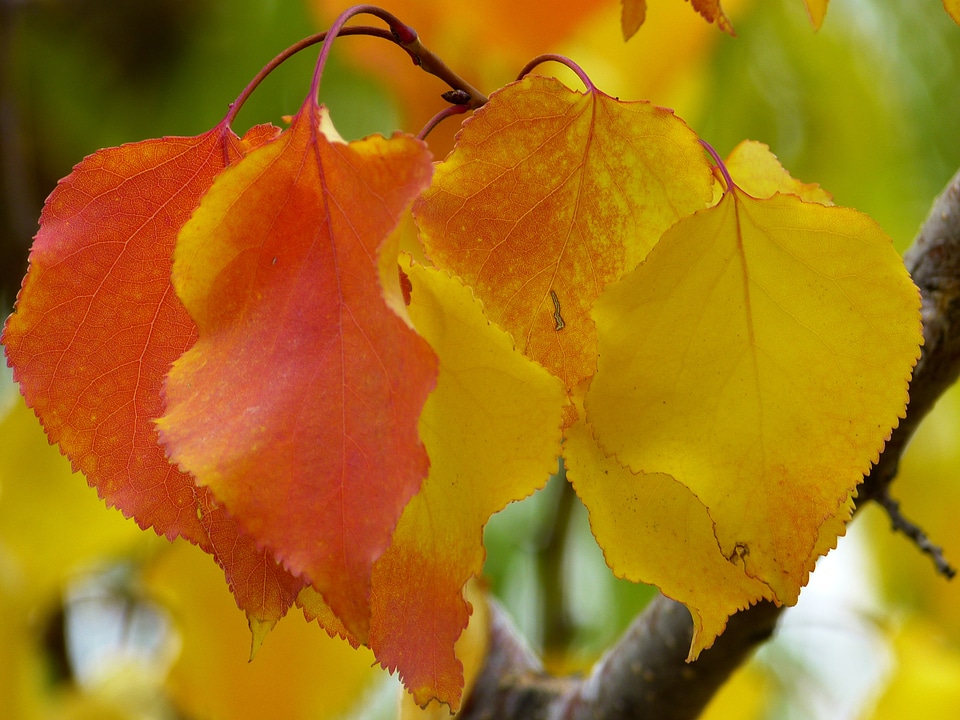 Fall leaves fall foliage autumn