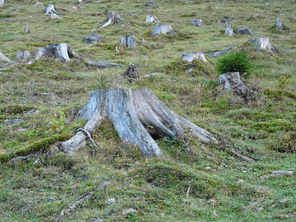 Logging dying tree meadow