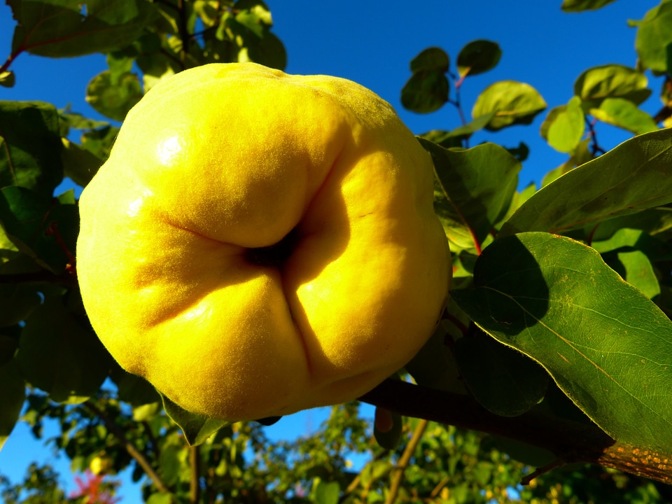 Leaf tree pome fruit