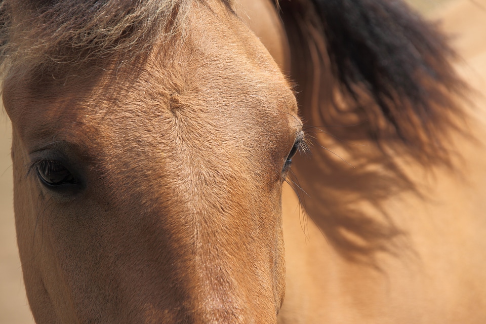 Brown close-up domesticated photo