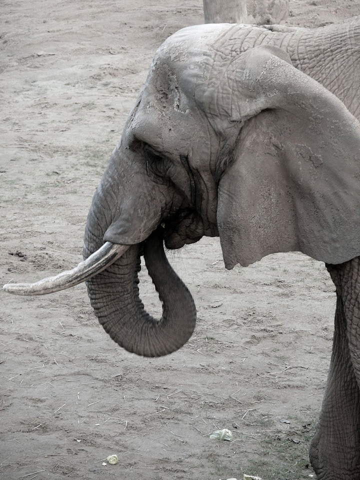 Zoo face nature