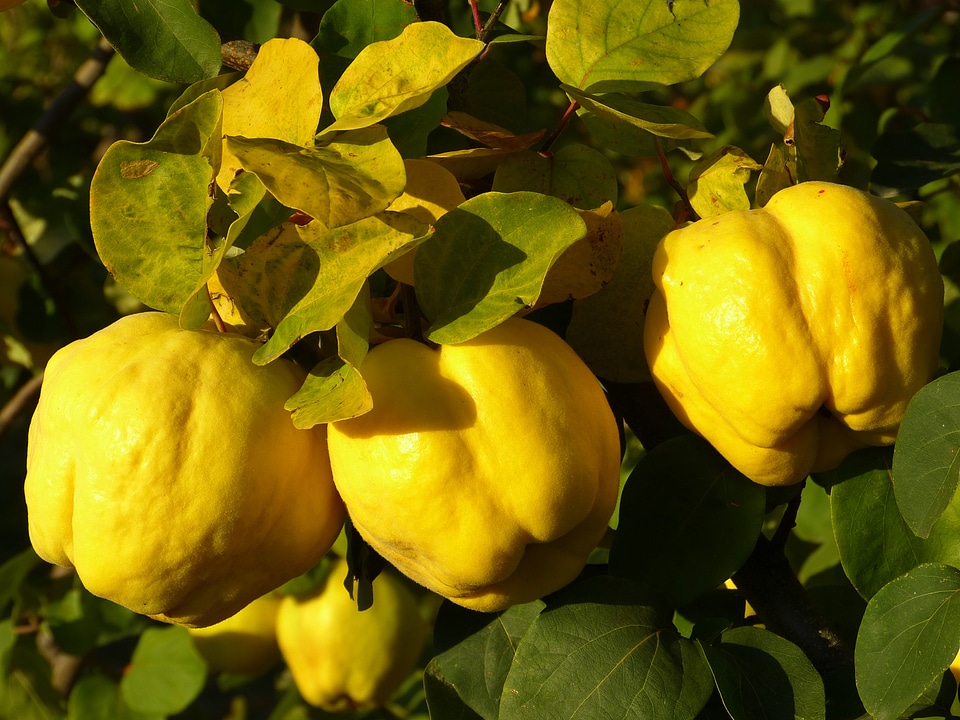 Leaf tree pome fruit