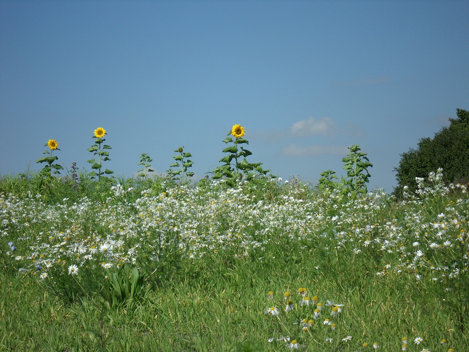 Chamomile sunflower wild flowers