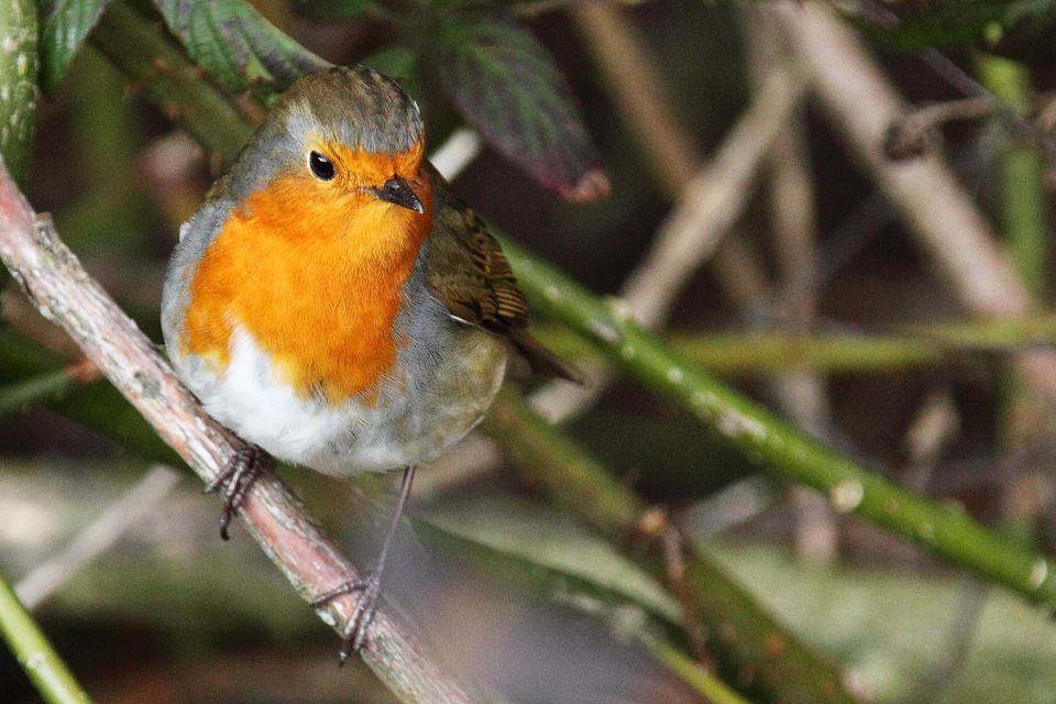 Cute feathers nature