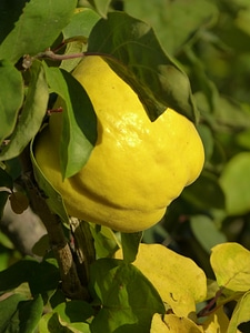 Leaf tree pome fruit