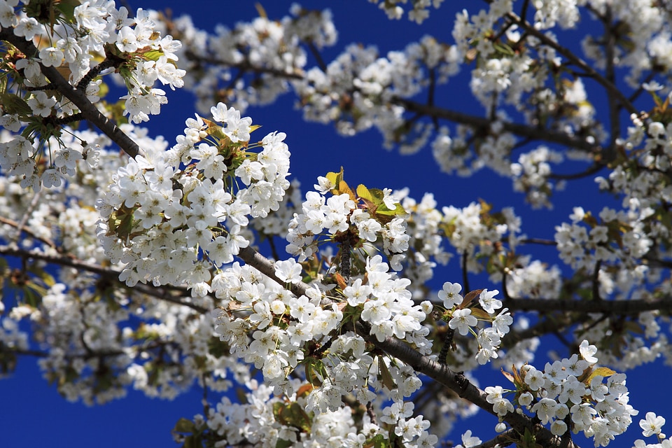 Branch cherry flora