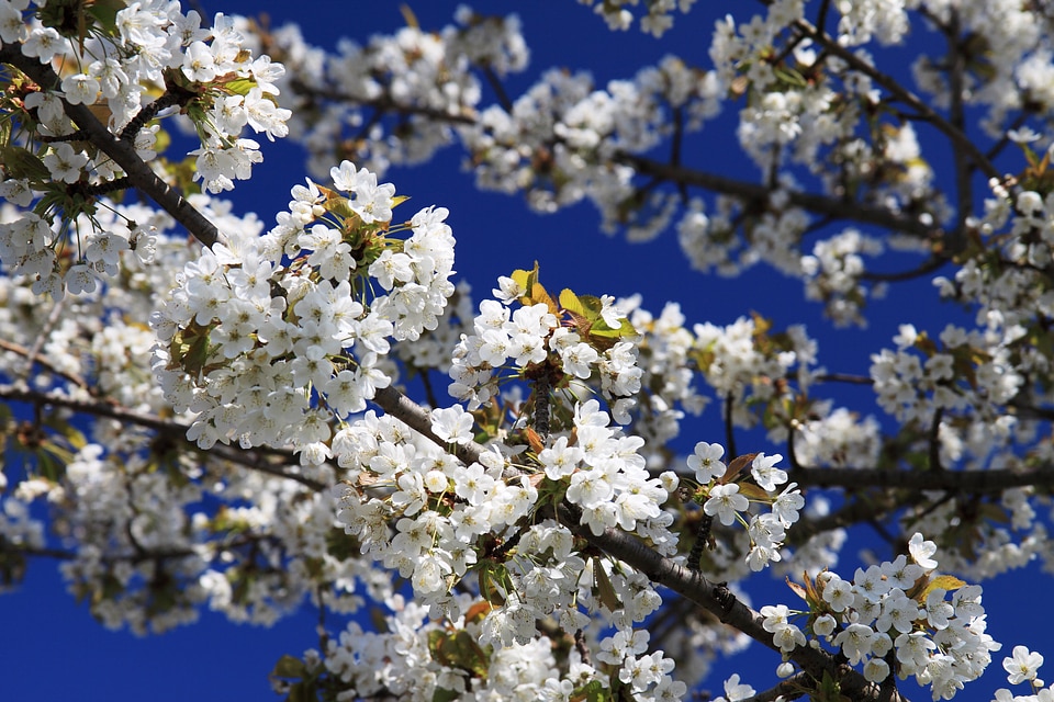 Branch cherry flora photo