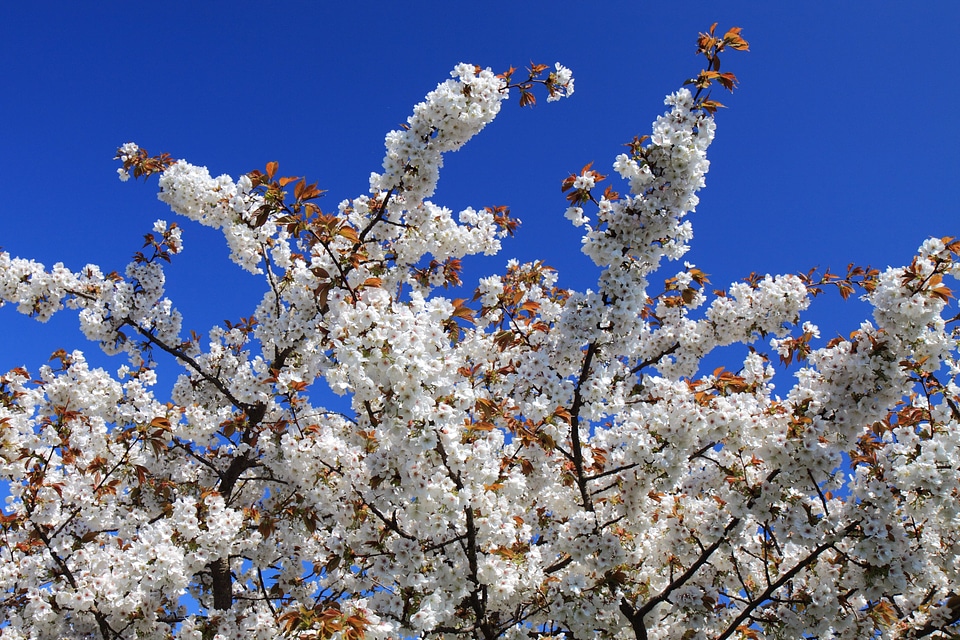 Branch cherry flora