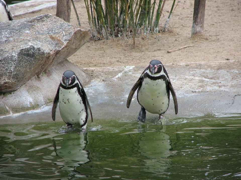 Antarctica beaks bird