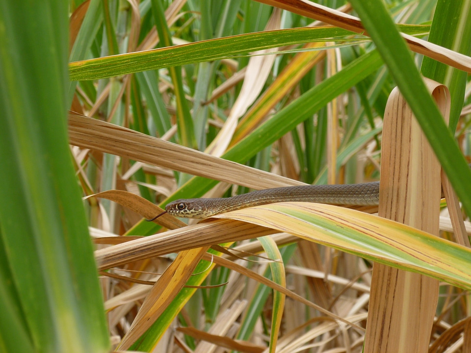 Snakes nature reptile