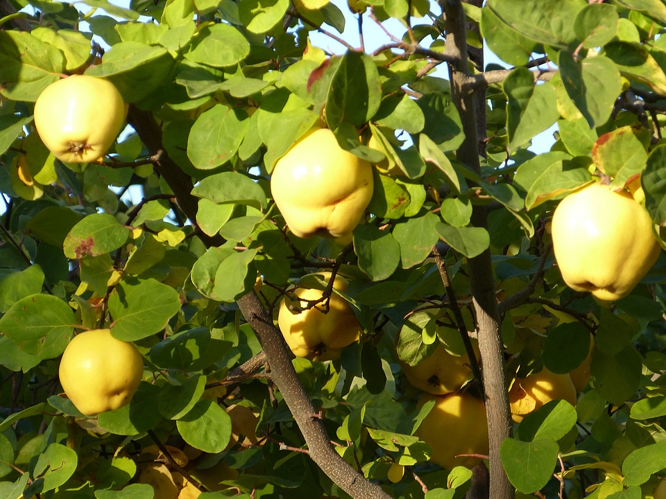 Leaf tree pome fruit