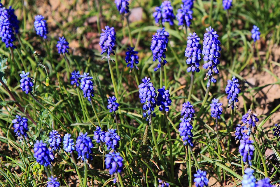 Flora flower garden