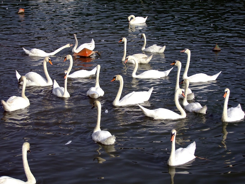 Animals poultry birds