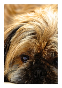 Cute shih tzu pets photo