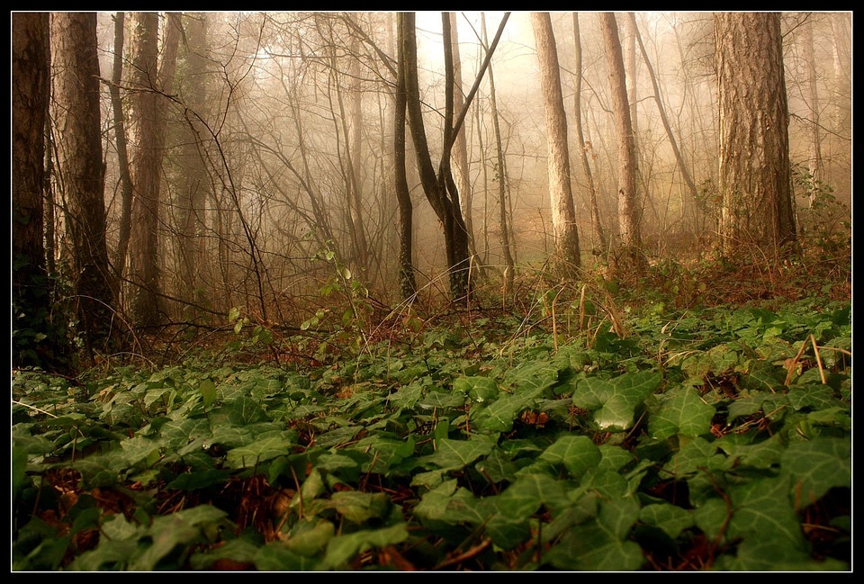 Mist fog forest
