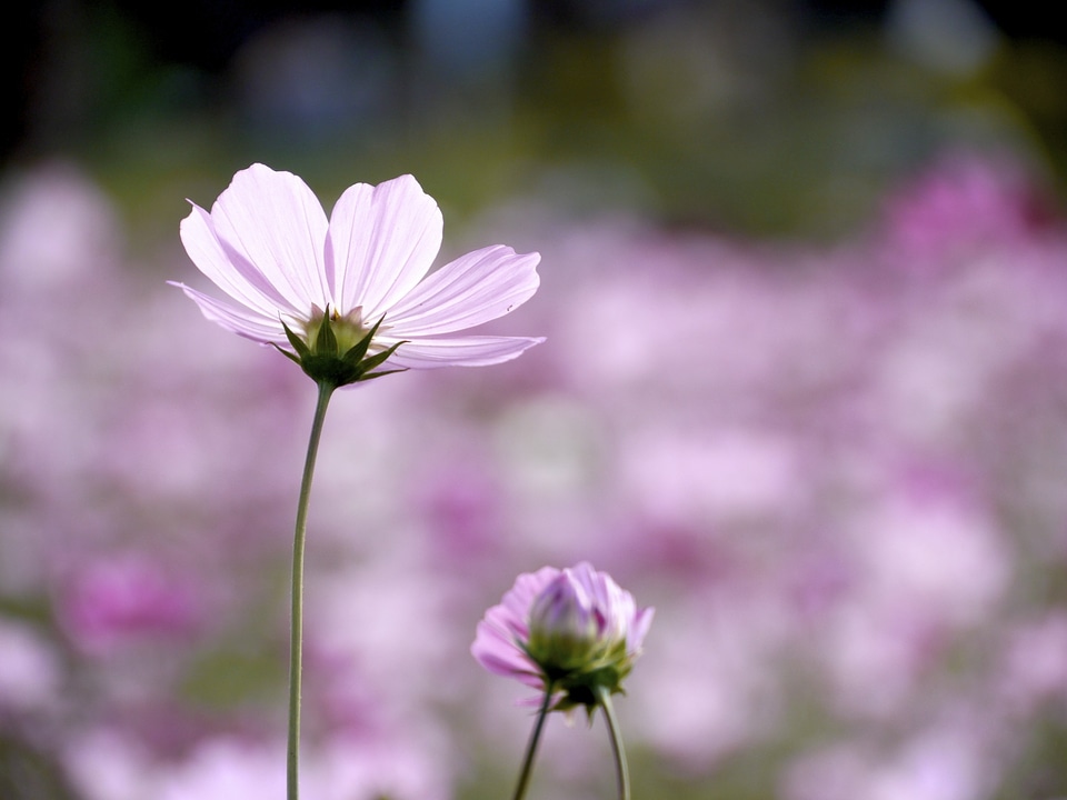 Cosmos one flower flowers
