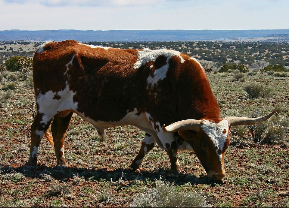 Bovine grazing grass