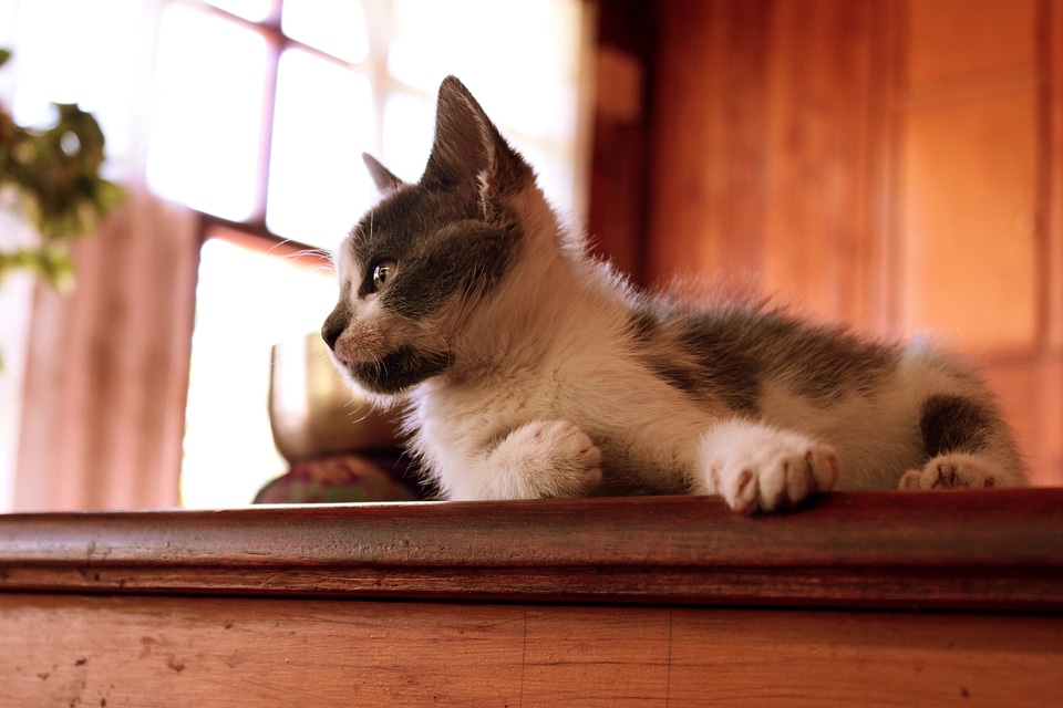 Pets cats feline