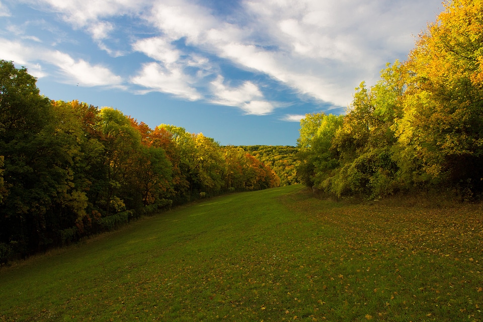 Fall color forest meadow
