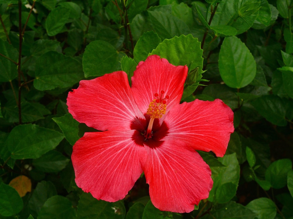 Red blossom bloom