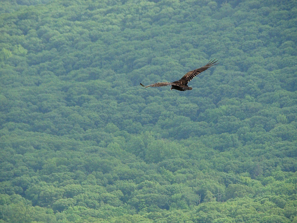 Forest woods hunting