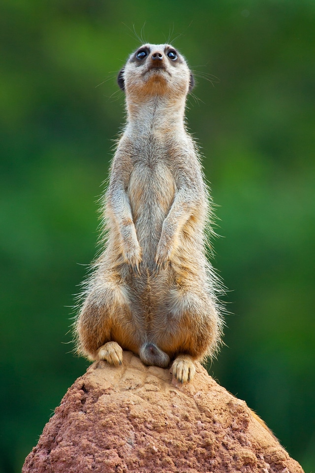 Creature cute desert