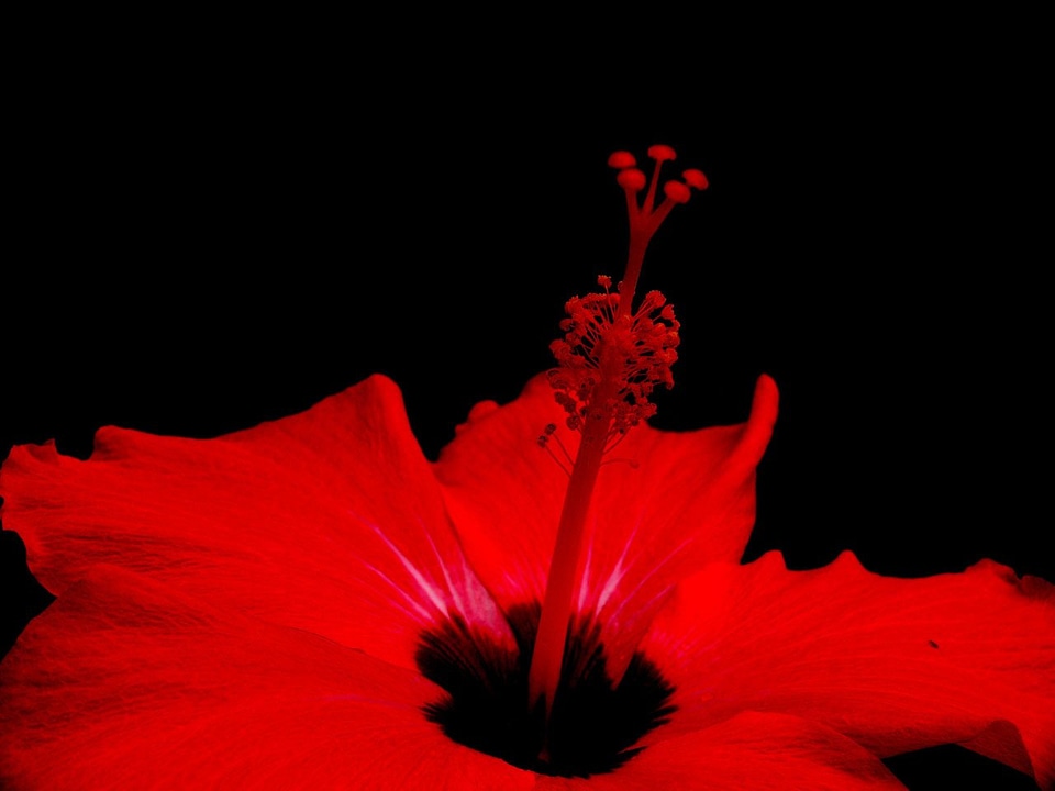 Nature red dominican