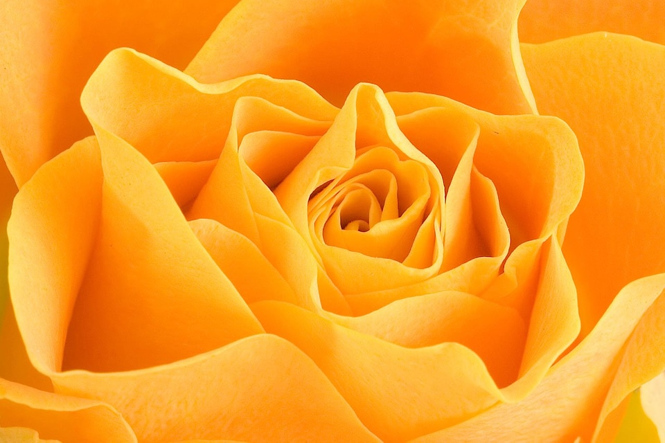 Flower close detail